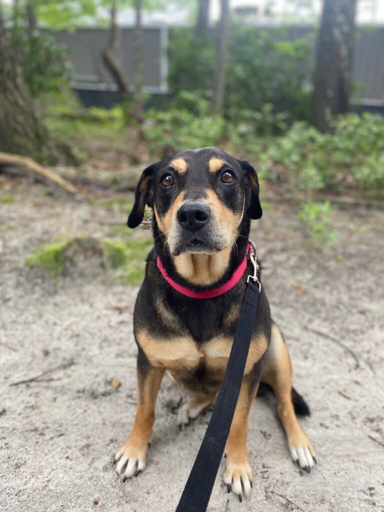Black and brown hound dog wearing a red collar sitting on sand in a wooded area