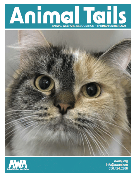 Animal Tales Spring Summer Newsletter Cover