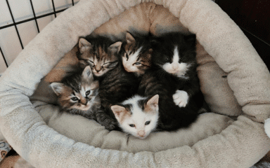 5 little kittens snuggled together in a cat bed