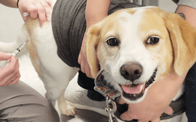 tan and white dog in a gray thunder shirt receiving a vaccine