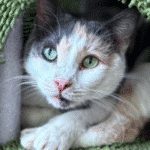 White, brown, and gray tabby cat with green eyes and a pink nose sitting curled up in a green cat bed.