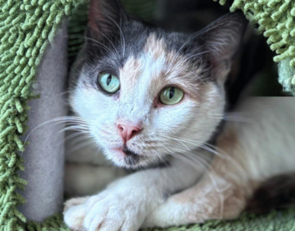 White, brown, and gray tabby cat with green eyes and a pink nose sitting curled up in a green cat bed.