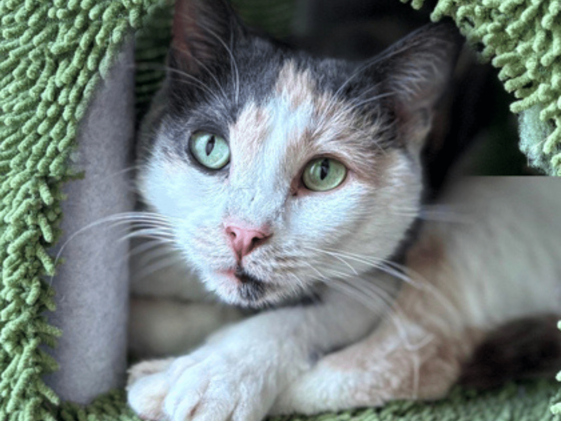 White, brown, and gray tabby cat with green eyes and a pink nose sitting curled up in a green cat bed.