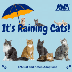 It's Raining Cats. $75 Cat and Kitten Adoptions.