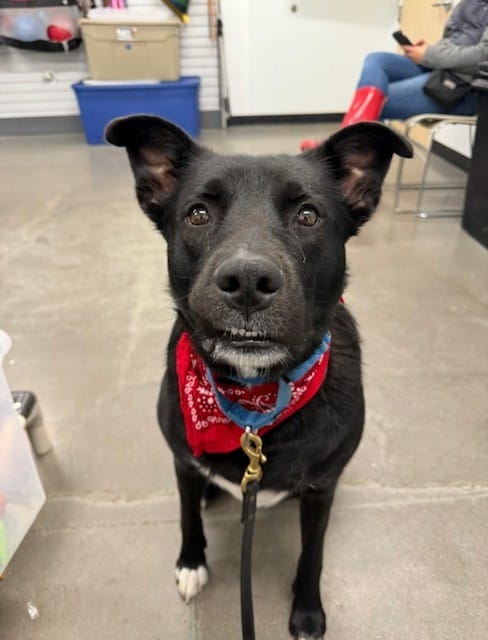 Black dog with floppy ears wearing a red bandana around her neck