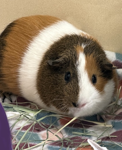 Brown, tan, and white guinea pig