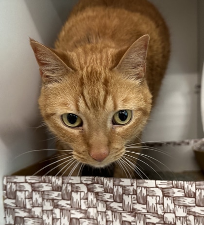 Orange cat with green eyes and a pink nose