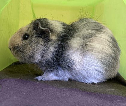 tan and black guinea pig hiding in a green plastic enclosure