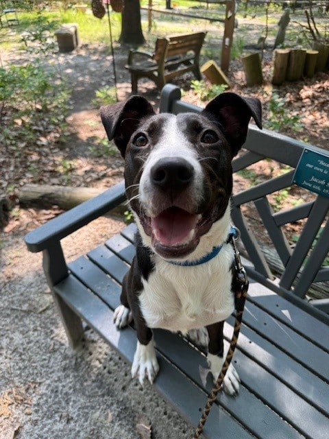 Black and White dog with floppy ears, sitting on a bench