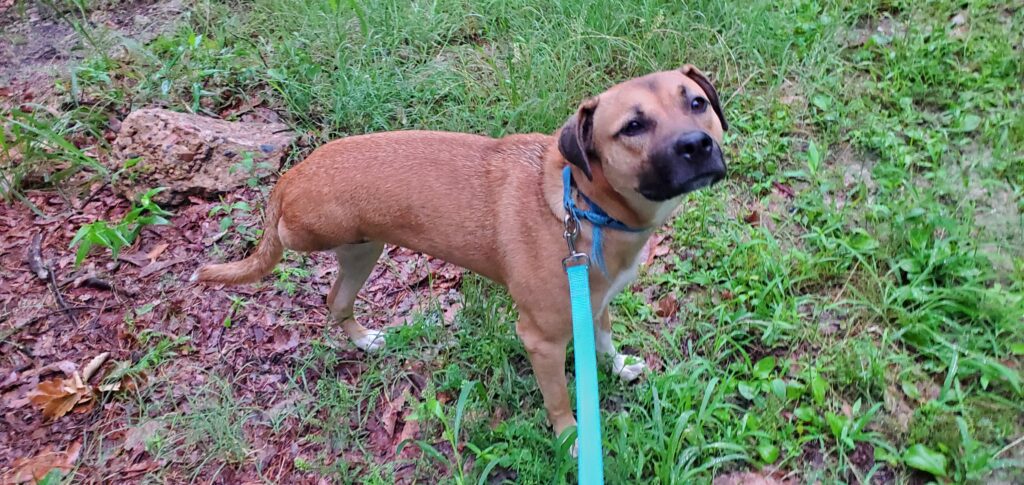 Brown dog with a black nose and muzzle. She only has 3 legs following a hind leg amputation, which has healed.