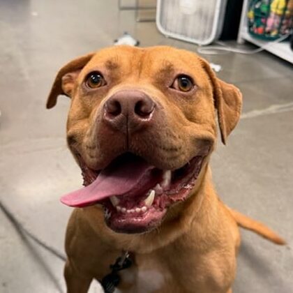 Tan terrier mix dog with his tongue hanging out the side of his mouth, which is open looking like he is smiling