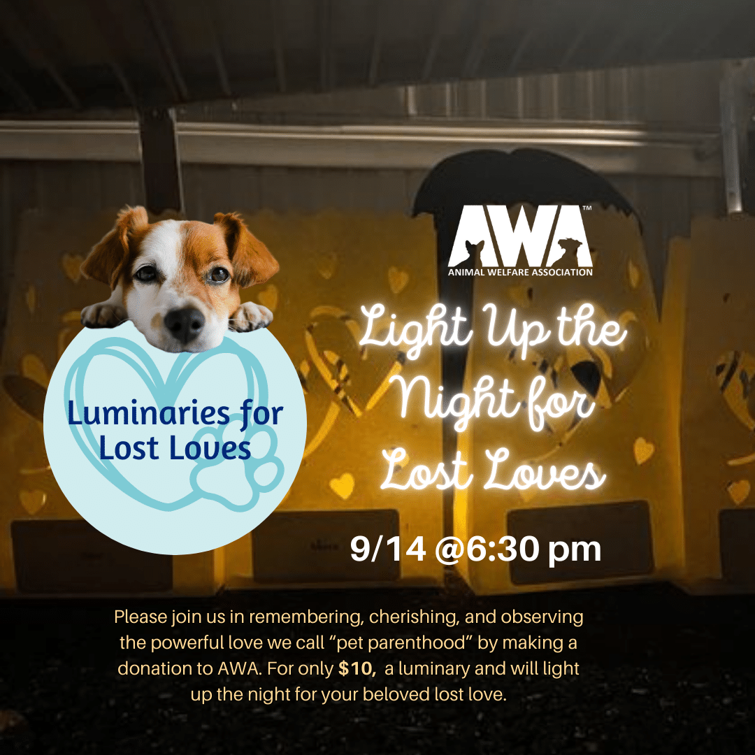 Light up the Night for Lost Loves