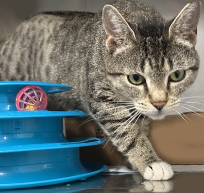 Brown tabby cat with white paws standing next to a blue cat toy