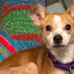 Tan and white dog with a brown nose and a purple collar
