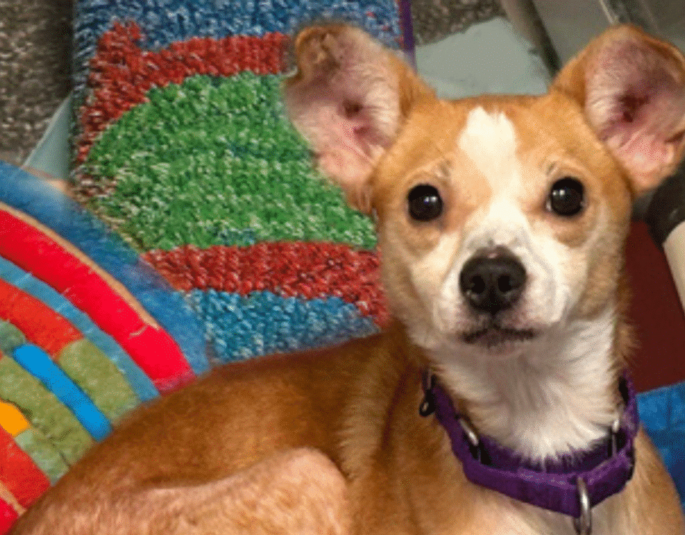 Tan and white dog with a brown nose and a purple collar