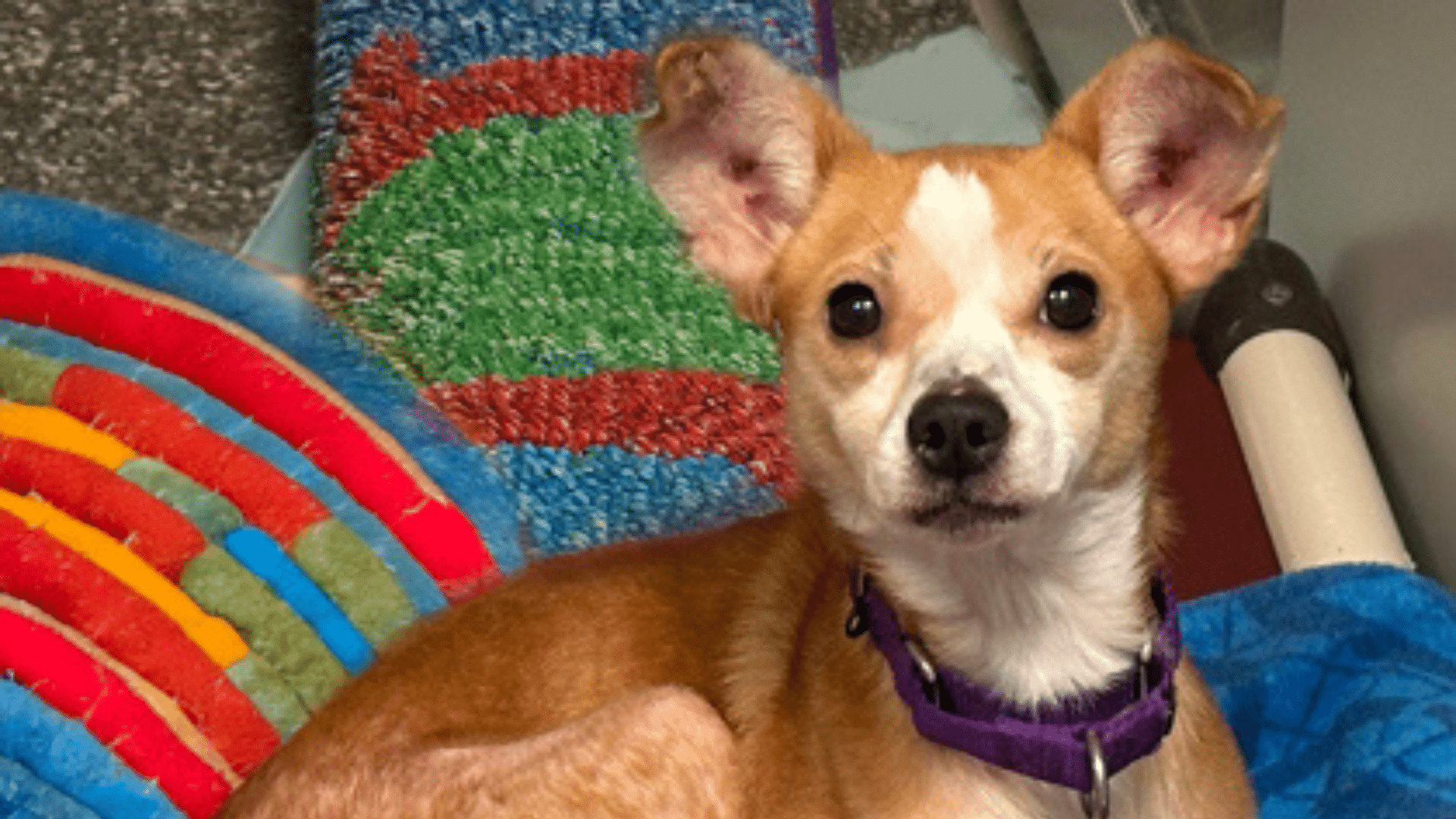 Tan and white dog with a brown nose and a purple collar