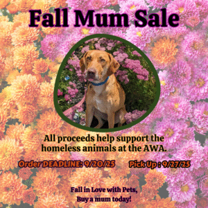 Fall Mums Sale. All proceeds help support the homeless animals at AWA. Purchase deadline: 9/20/25. Pickup date: 9/27/25
