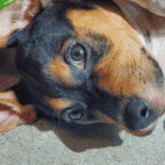 Black and brown beagle puppy laying on his side with his ears sticking up over his head.