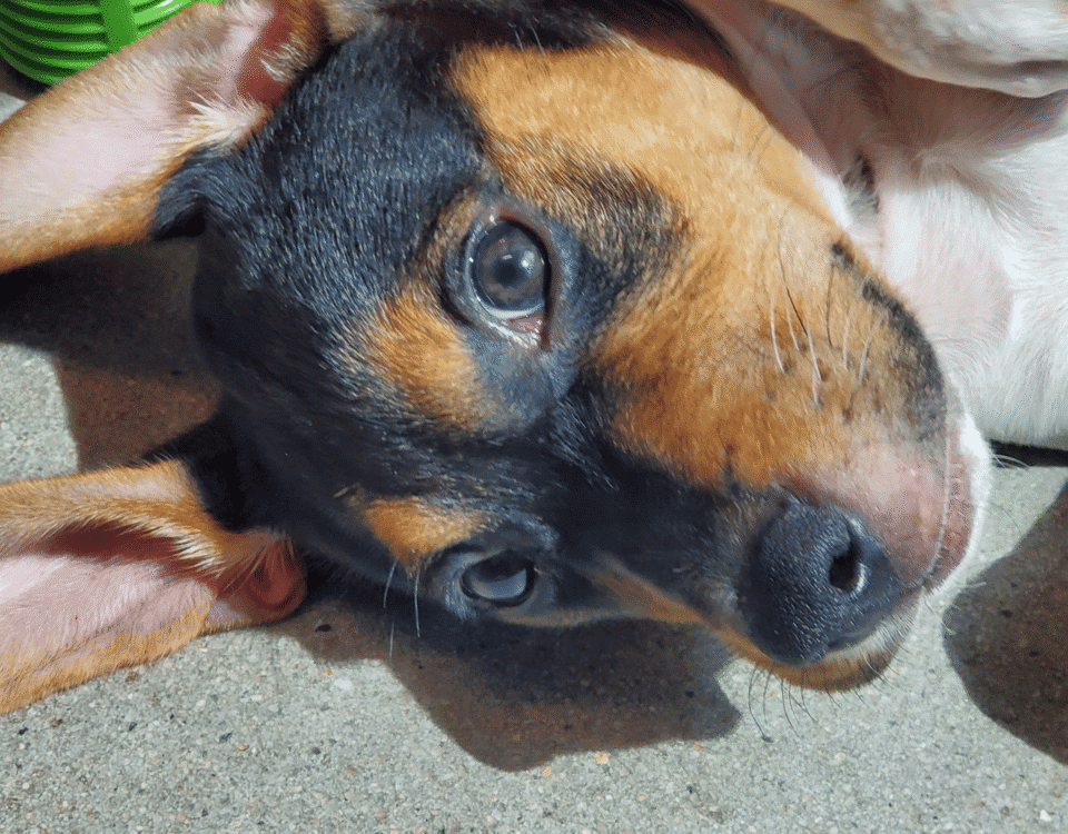 Black and brown beagle puppy laying on his side with his ears sticking up over his head.