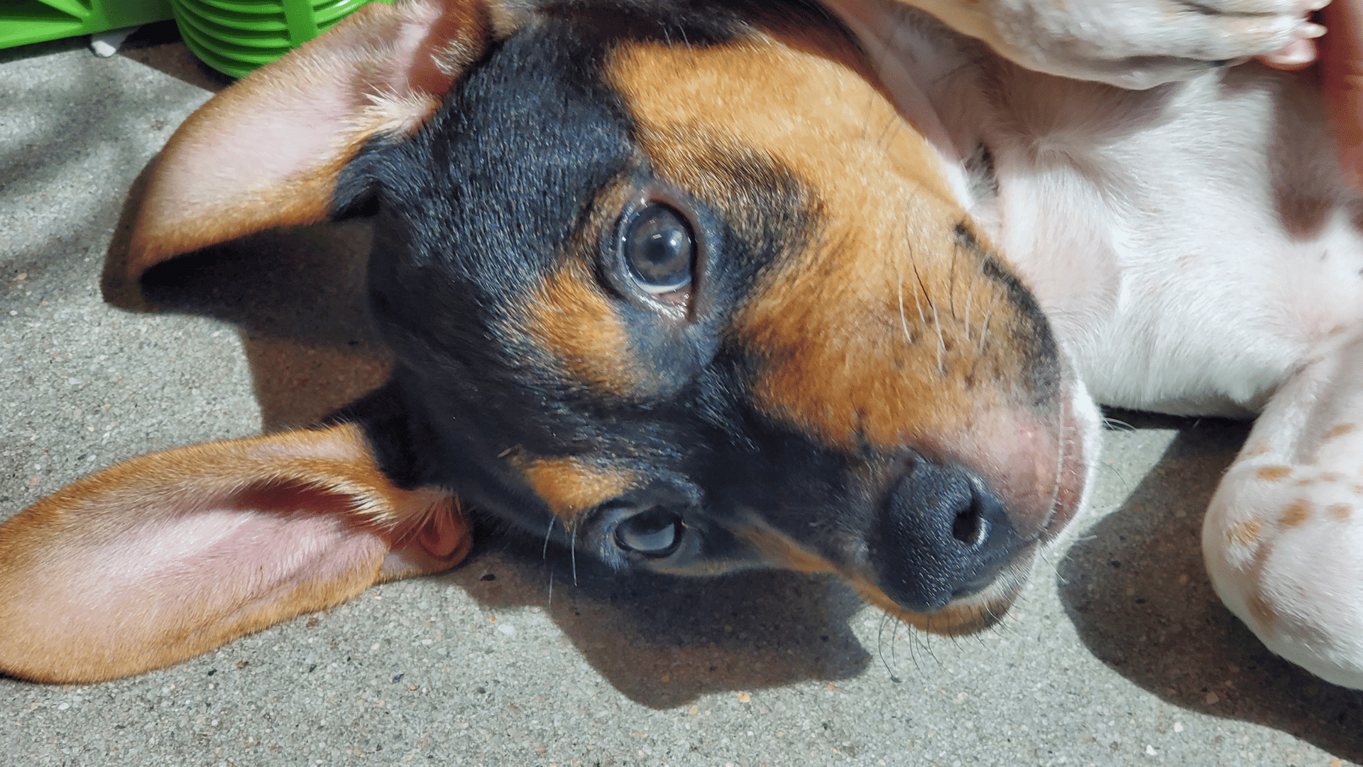 Black and brown beagle puppy laying on his side with his ears sticking up over his head.