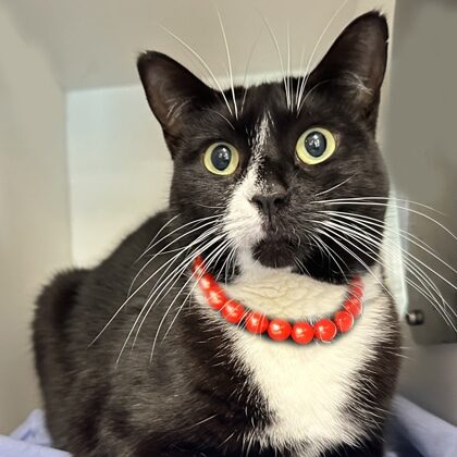 Black and white tuxedo cat with bright green eyes wearing a red beaded collar