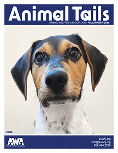 Animal Tails Cover Finch, a brown, black, and white beagle puppy.