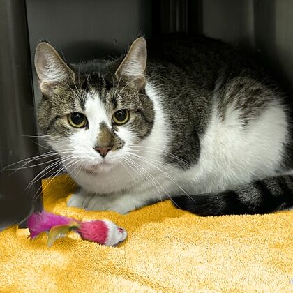 Brown and white tabby cat with stop on his nose.