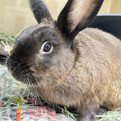 Brown rabbit with a darker brown face and ears.