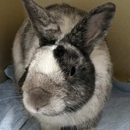 Black and white rabbit with a brown nose.