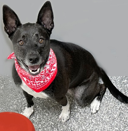 Black and white labrador dog with brown eyes, wearing a red and white bandana