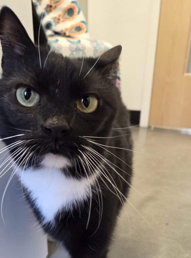 Black and white tuxedo cat with green eye and white whiskers