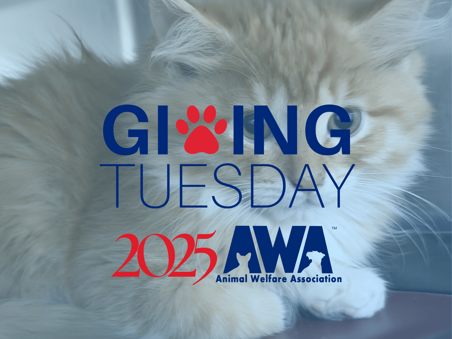 AWA Giving Tuesday 2025 campaign banner with the campaign logo, year 2025, AWA logo, and an orange-and-white kitten in the background.