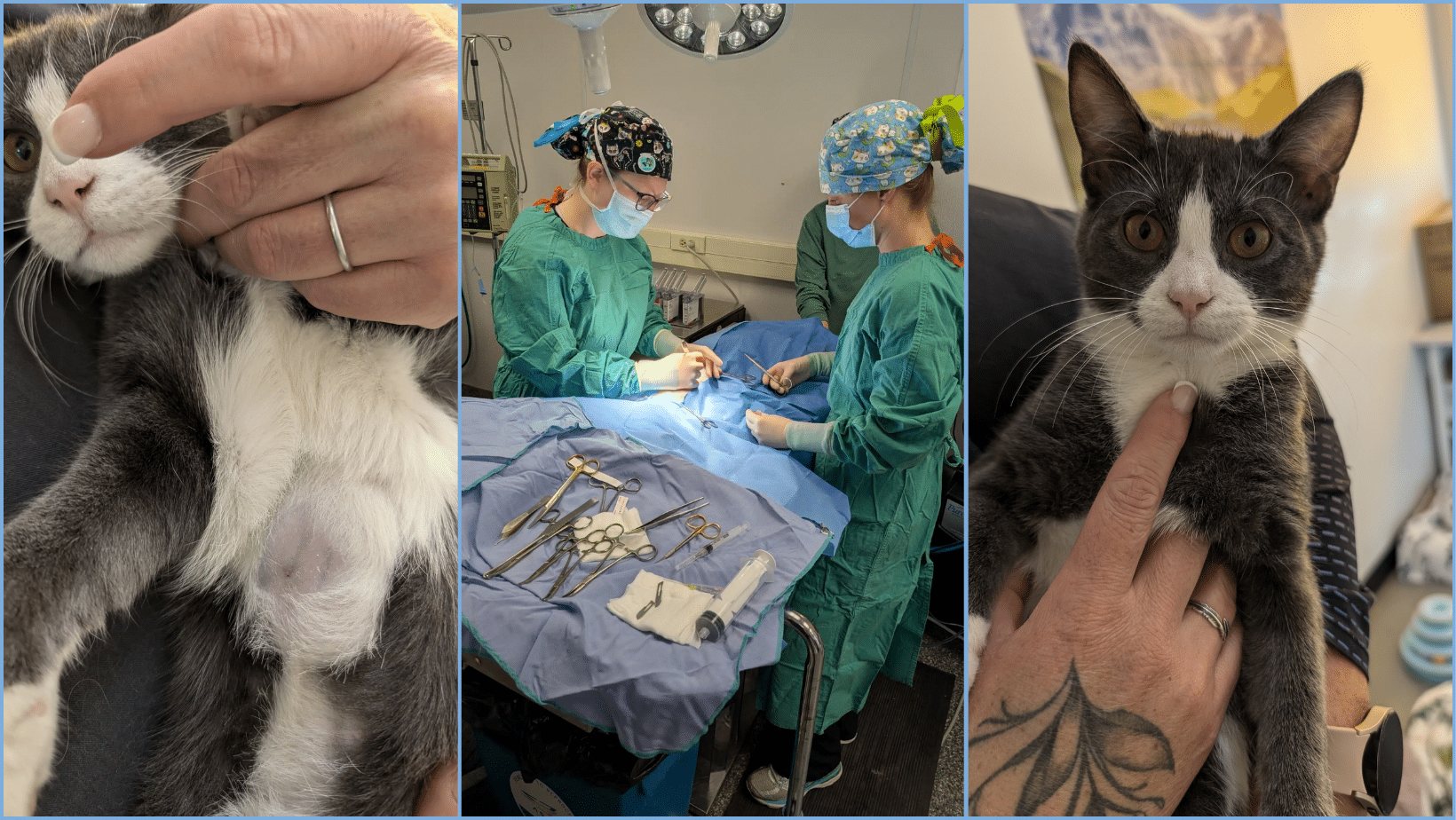 Three-part image showing a gray and white cat with a visible heart condition, the cat undergoing chest surgery, and the cat being held by a person after a successful surgery.