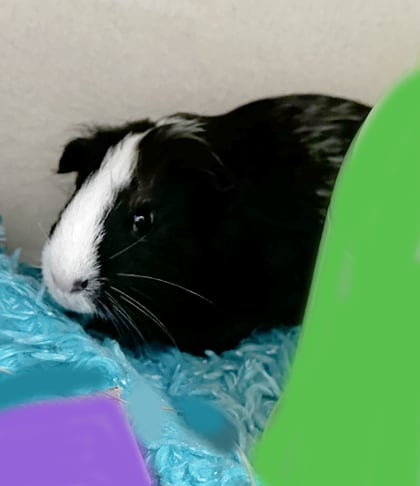 Black and white guinea pig