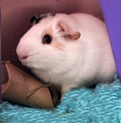 White guinea pig with a black ear and a tan spot surrounding its eye.