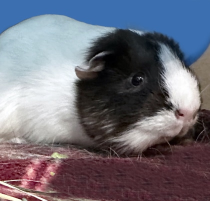 White and black guinea pig