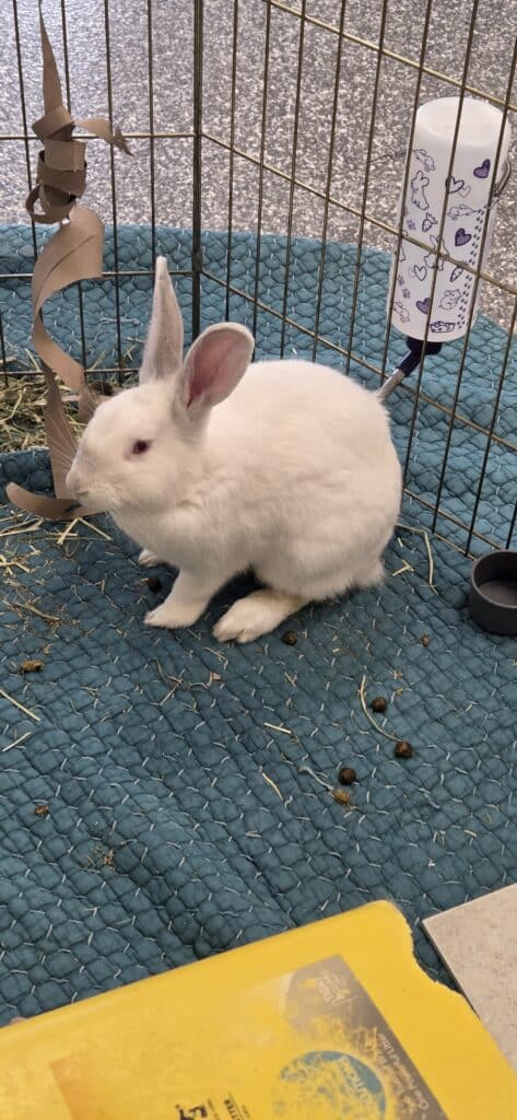 White rabbit with red eyes