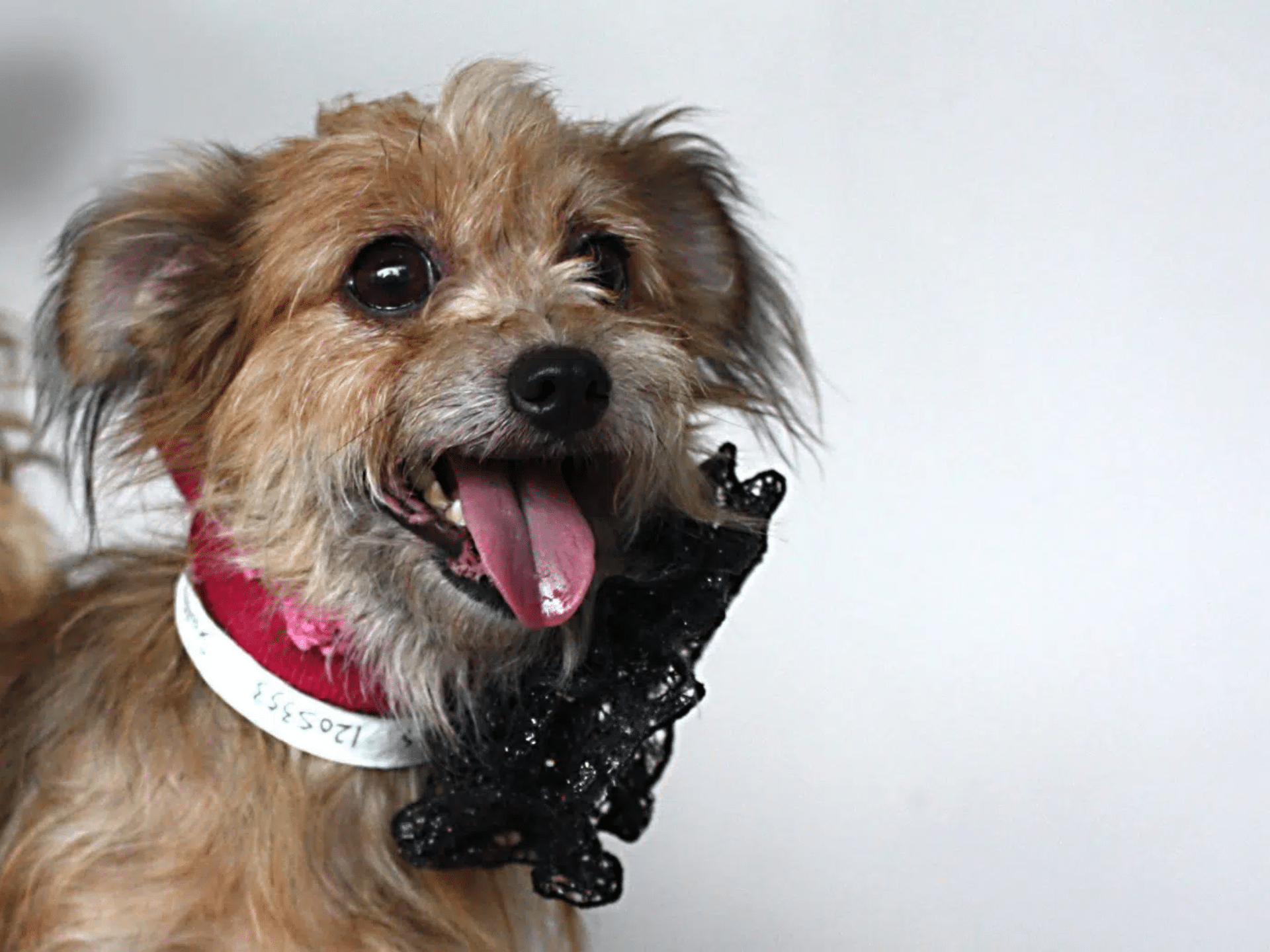 Adorable dog with yellow, white, and brown fur, wearing a red and white collar with a black decoration, sticking out its tongue in a playful pose.
