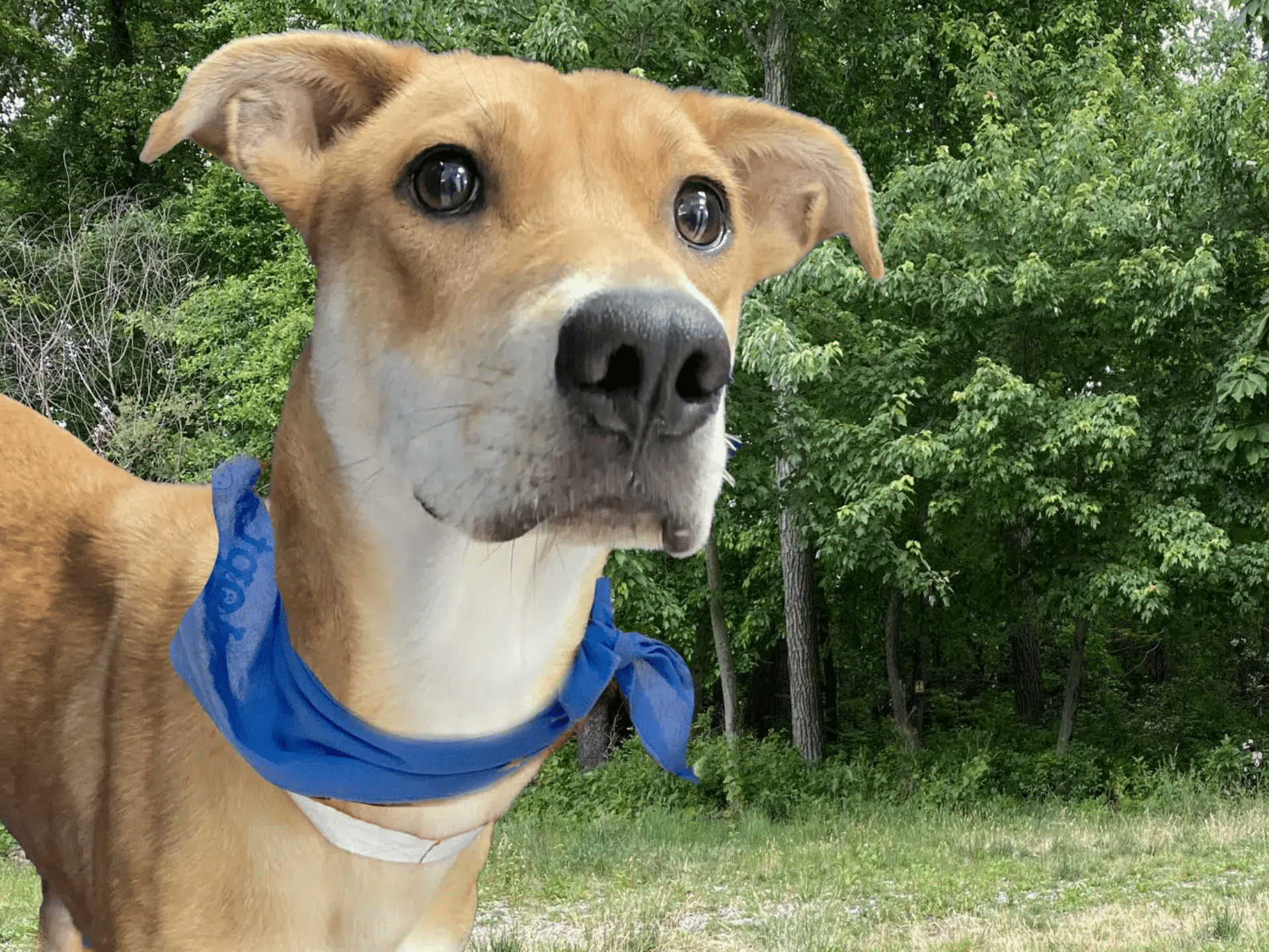Short-haired tan dog wearing a blue bandana, standing in a grassy field with trees in the background