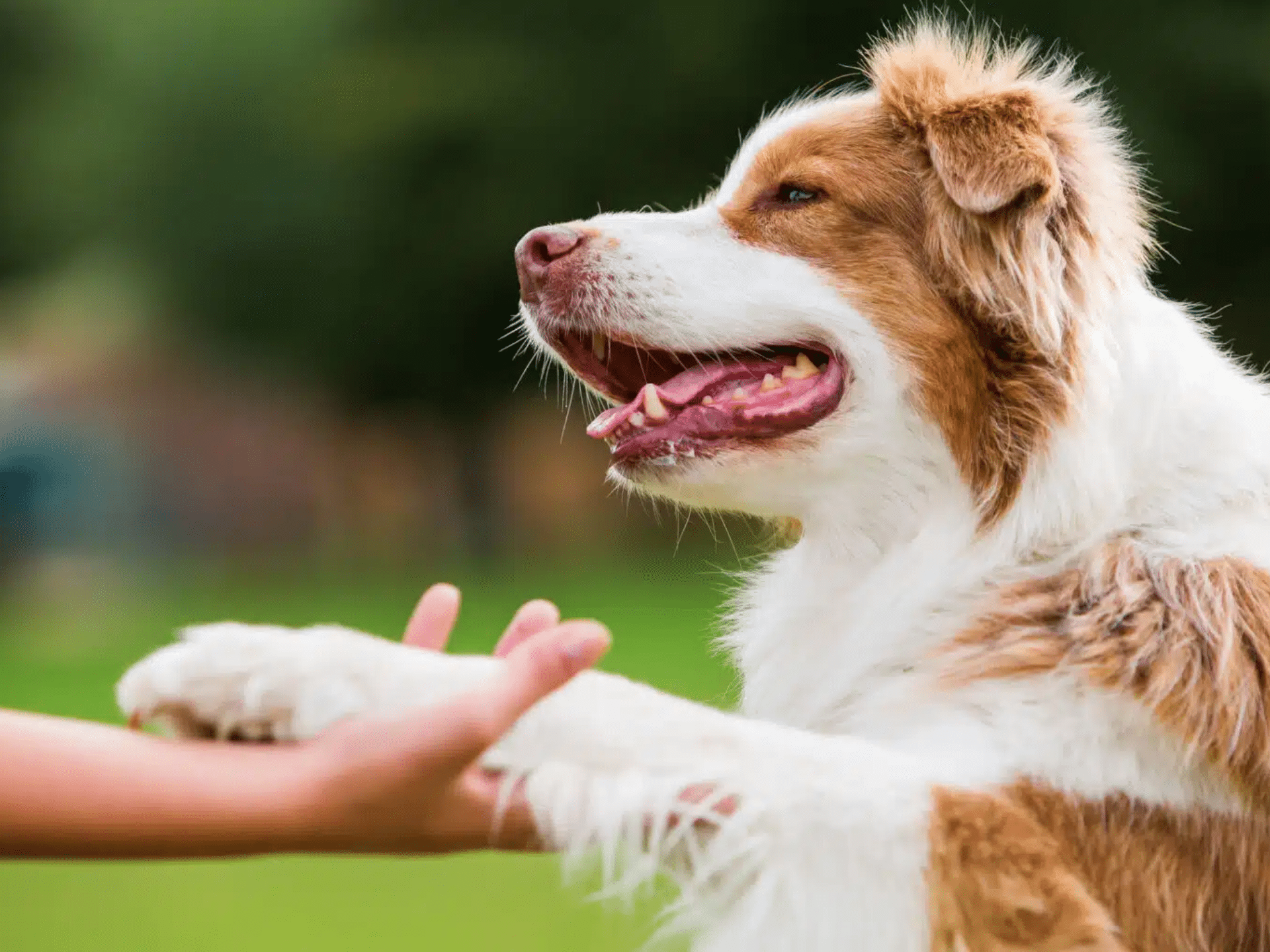 Australian shepherd dog gives woman a paw.