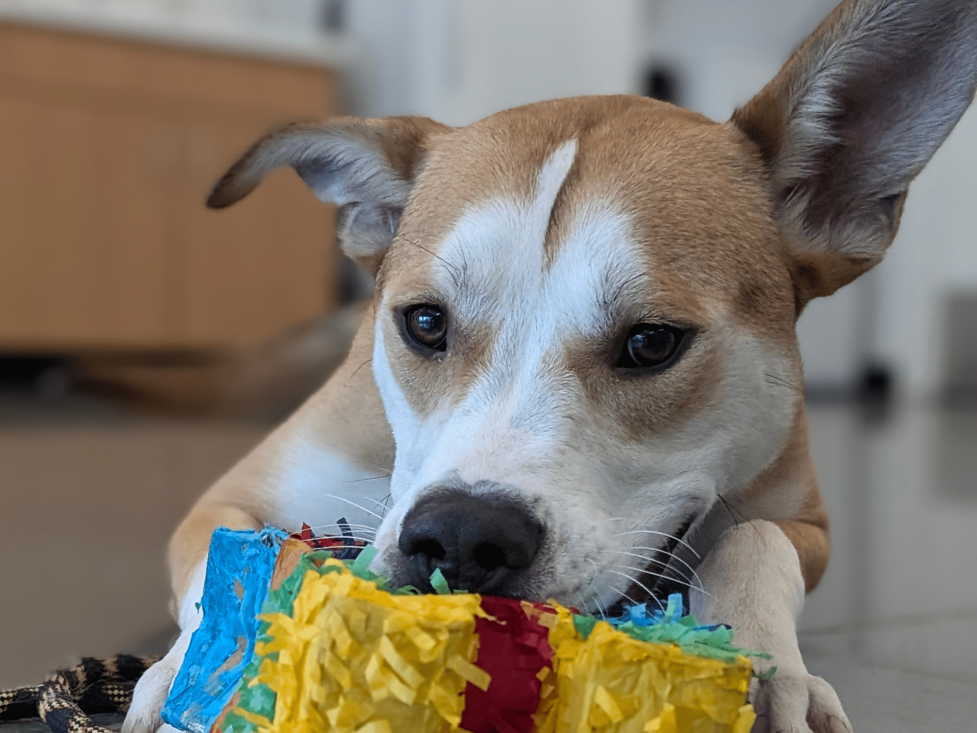 White and brown dog holding and biting a piñata with its mouth.