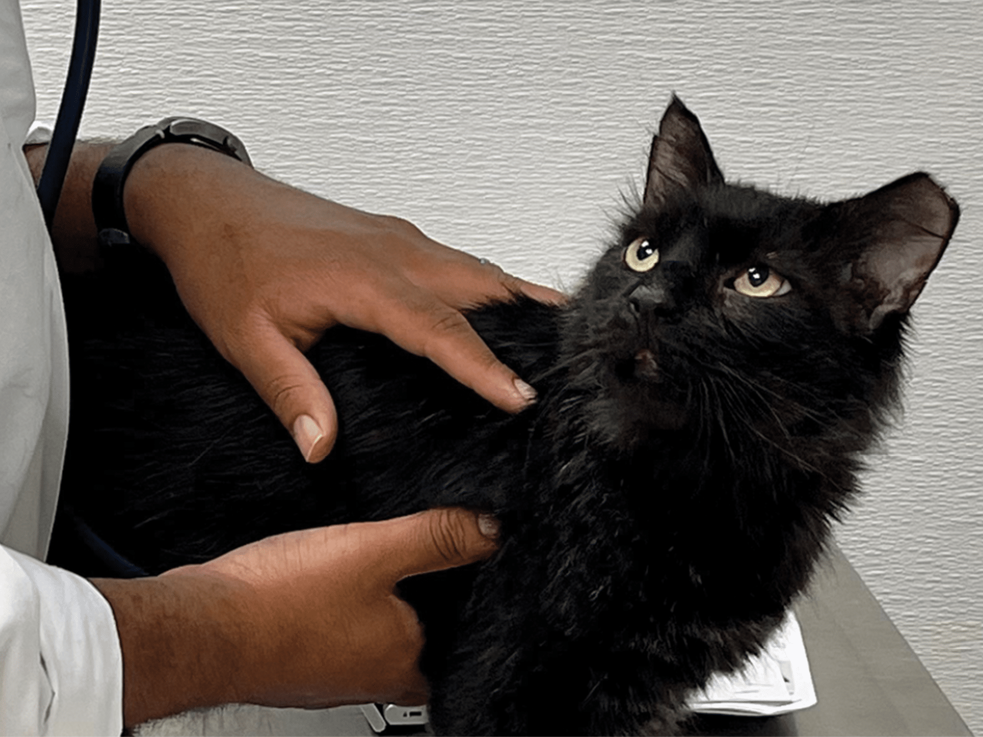Black cat having its heartbeat checked by a veterinarian during a medical exam.