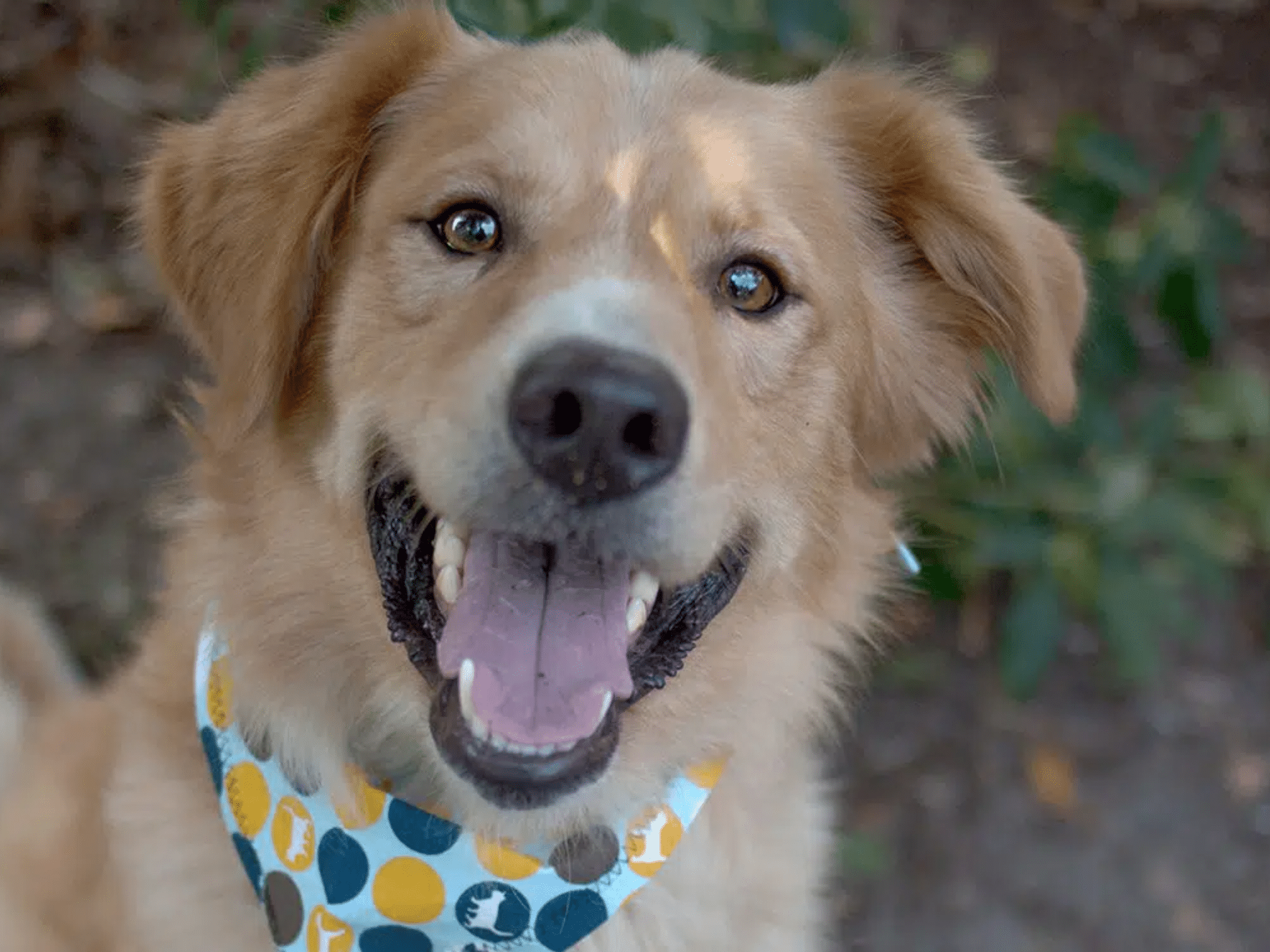 Smiling golden-brown dog wearing a colorful polka-dot bandana, looking at the camera outdoors