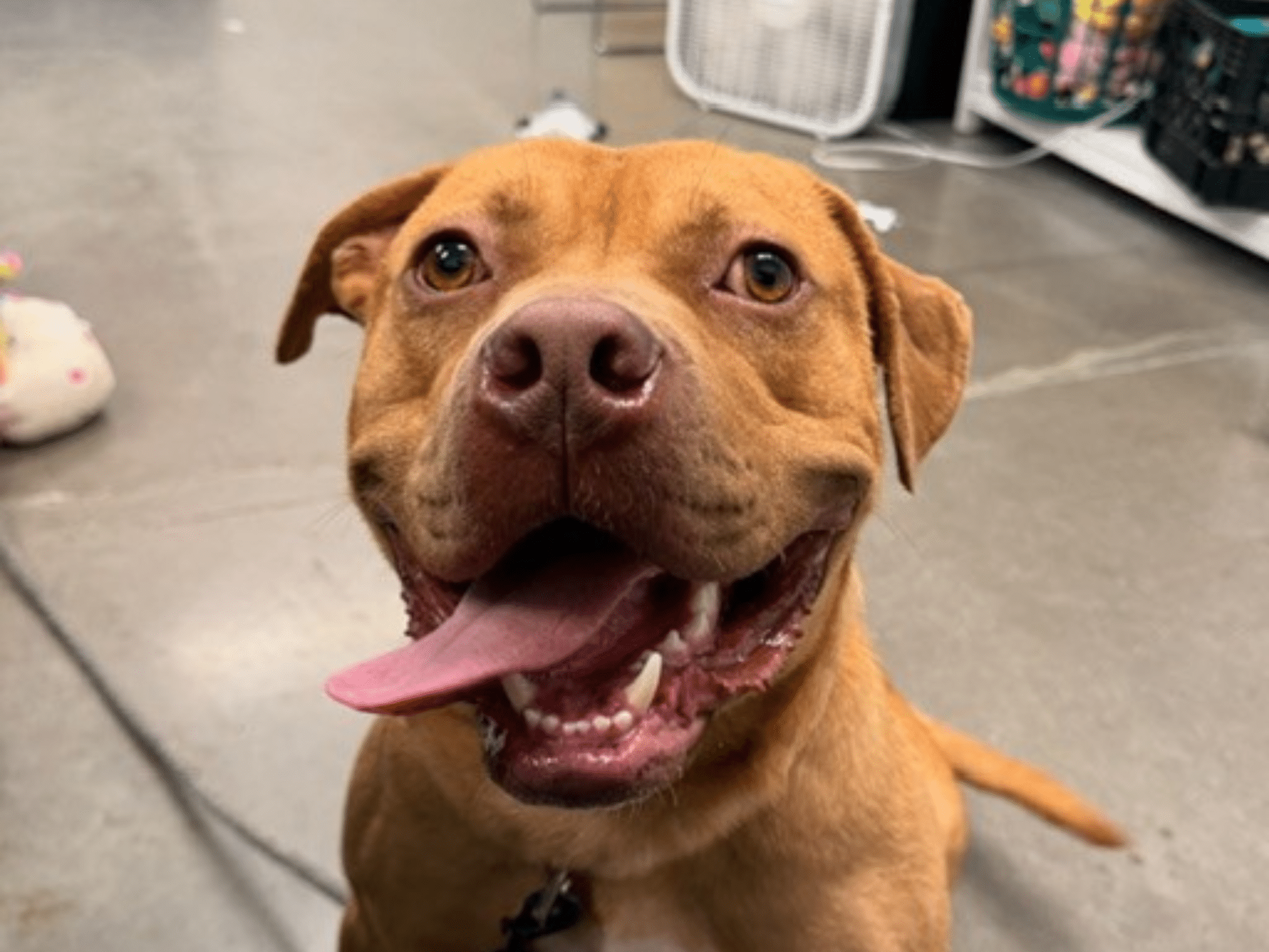 Brown pit bull dog with his mouth open and tongue out