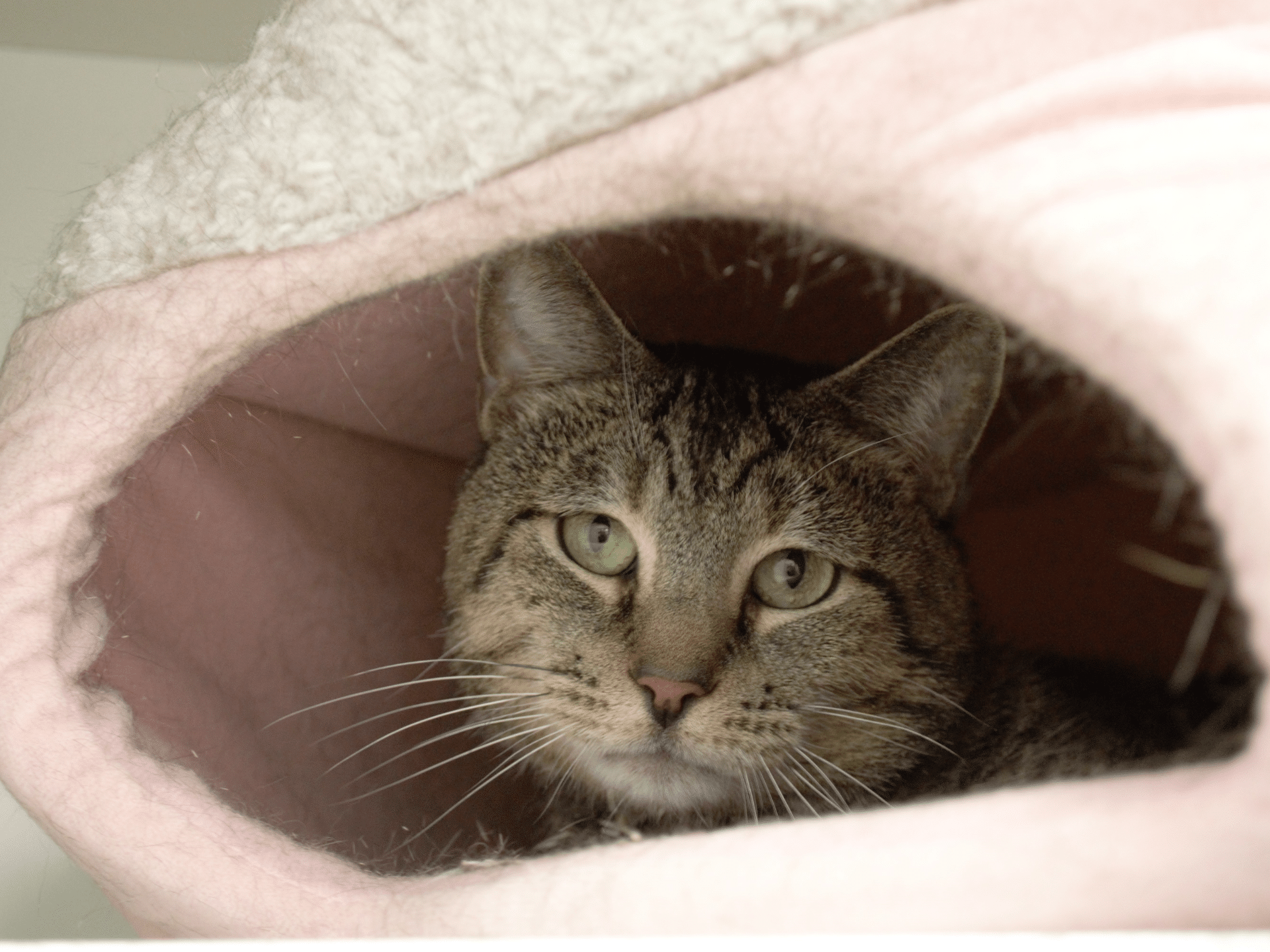 Tabby cat in a pink and white cat bed, looking at the camera.