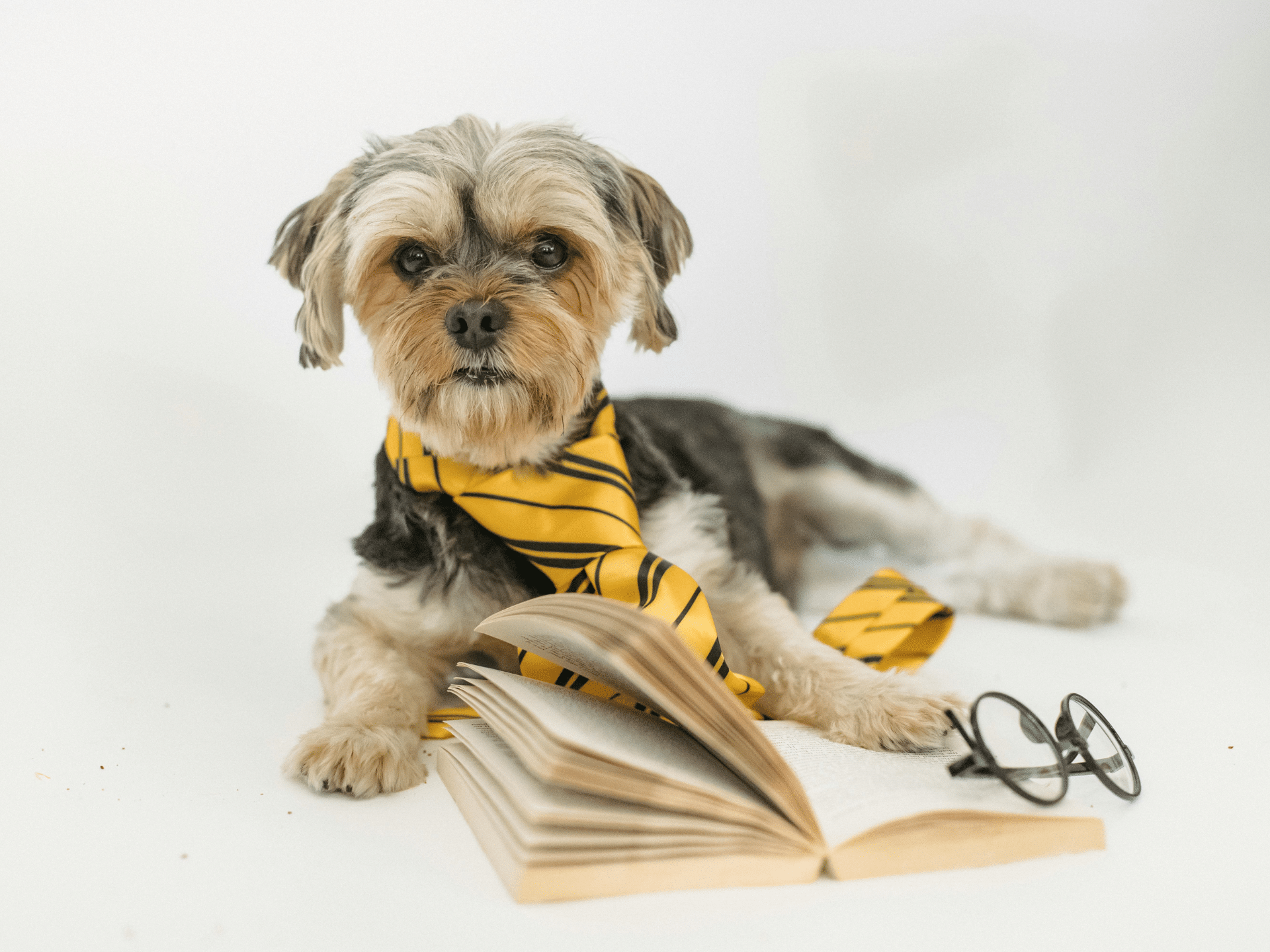 A Yorkshire Terrier wearing a yellow tie with black stripes, sitting in front of an open book with a pair of glasses resting on top of it.