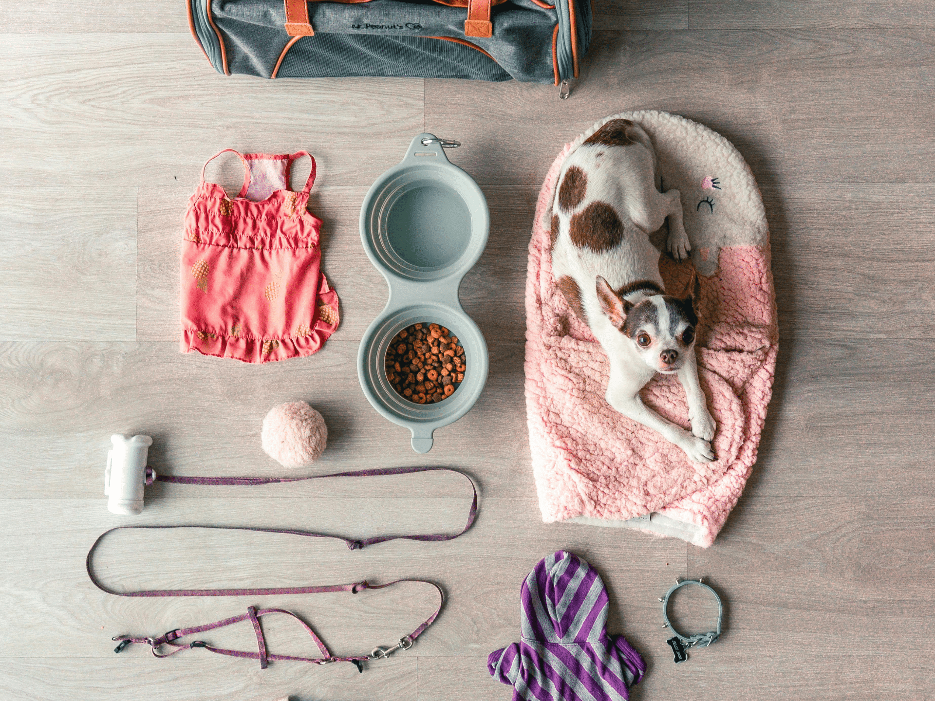 A white dog with brown spots lying on a dog blanket, looking up at the camera, surrounded by supplies including an outfit, leash, poop bags, and a carrier bag.