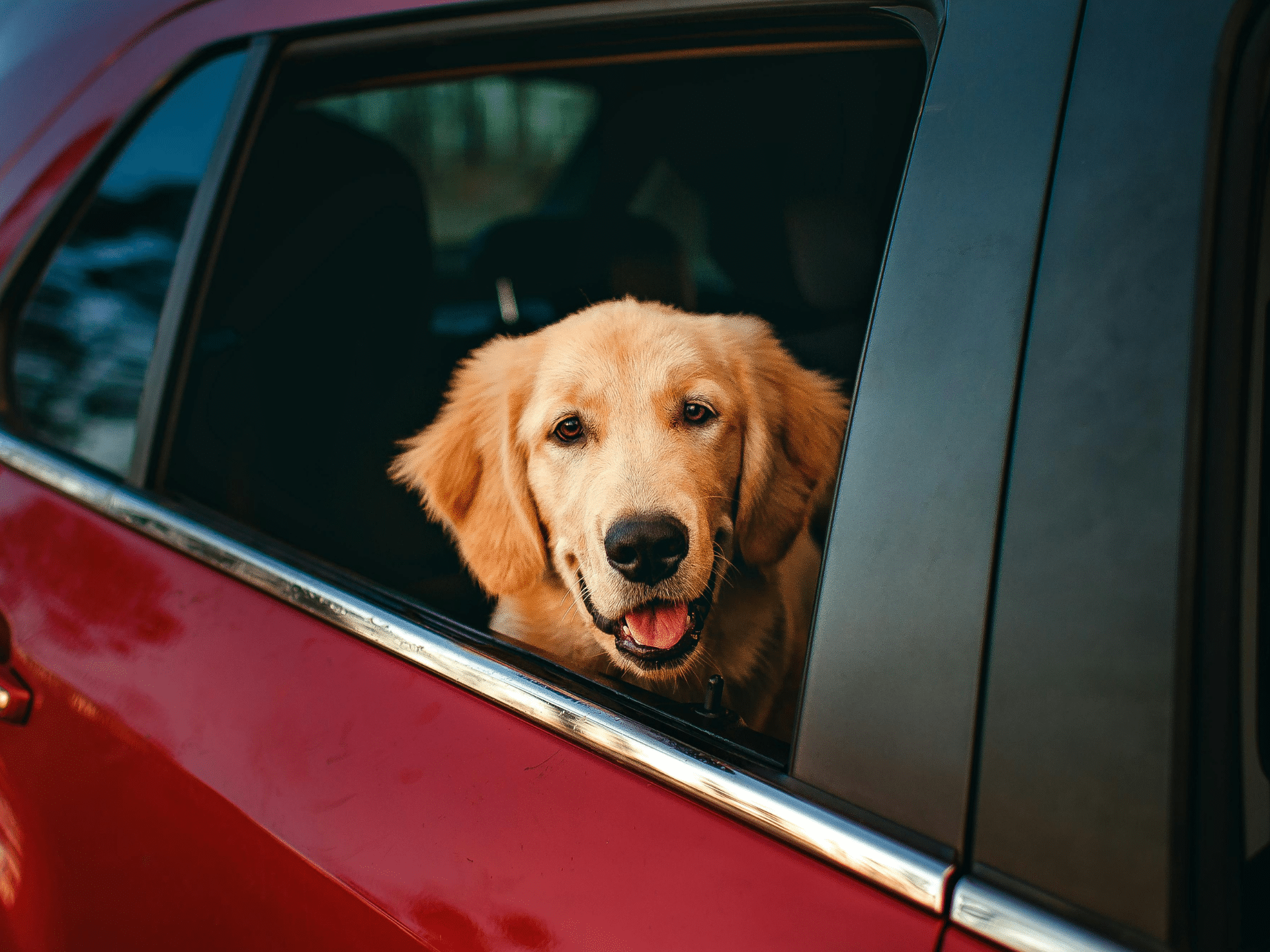A red car with the window open, a Golden Retriever sticking its head out of the window.
