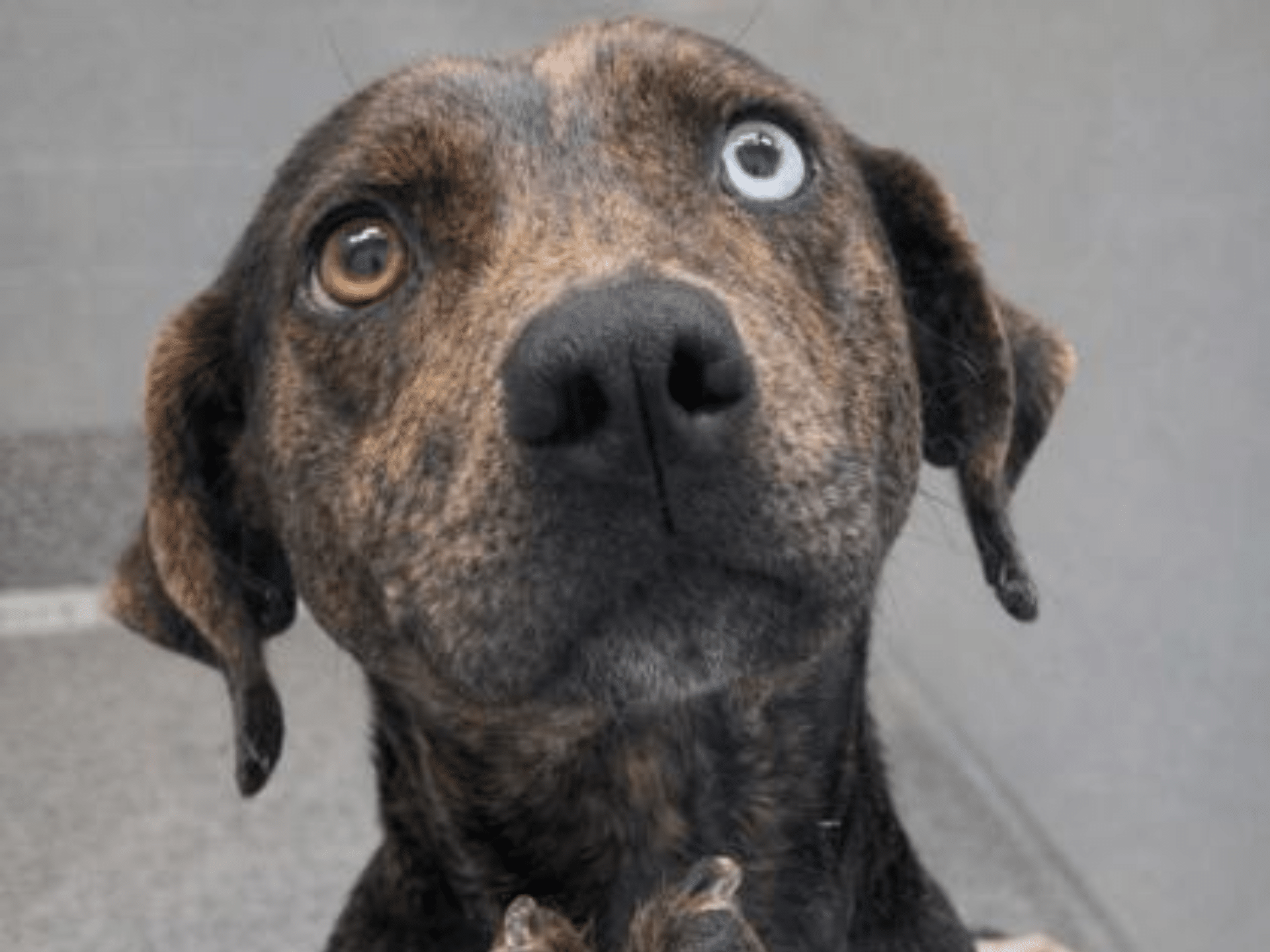 Brown and black mottled dog with one caramel eye and one blue eye looking upward.