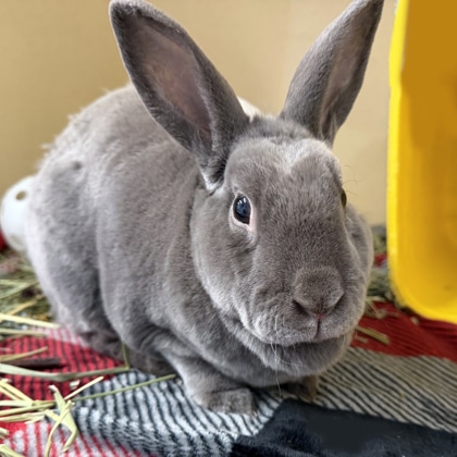 A gray rabbit looking directly at the camera, with soft fur and upright ears
